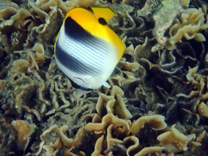 Chaetodon ulietensis
