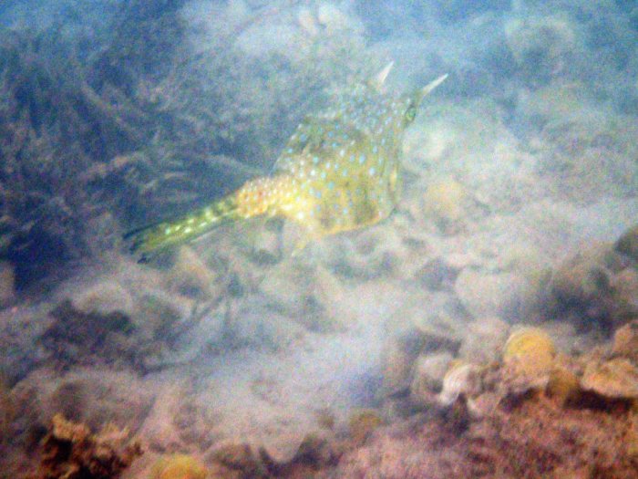 Lactoria cornuta