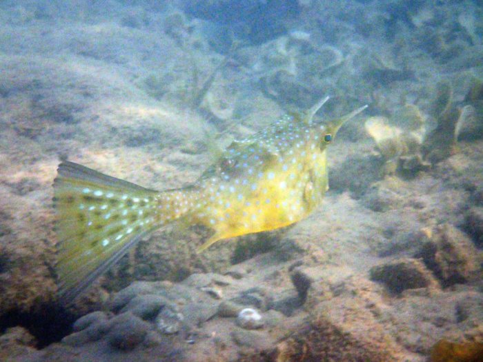 Lactoria cornuta