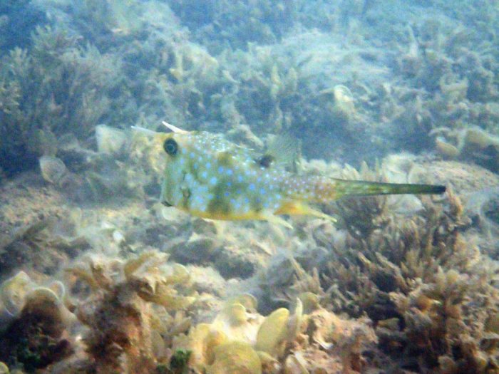Lactoria cornuta
