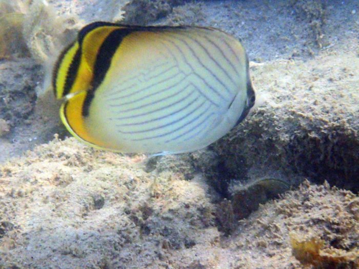 Chaetodon vagabundus
