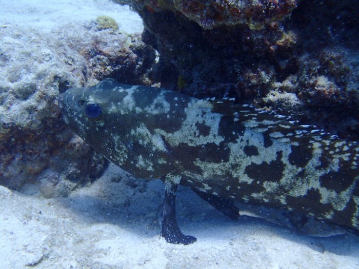 Scarus rivulatus