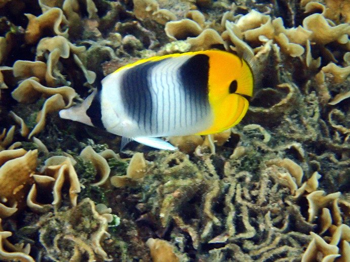 Chaetodon ulietensis