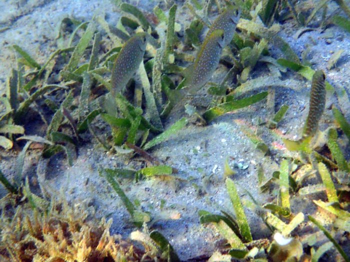 Siganus fuscescens