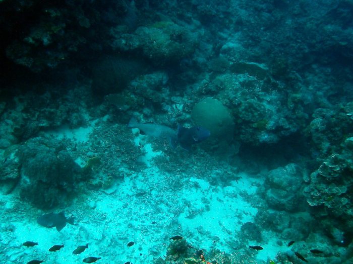 Odonus niger
