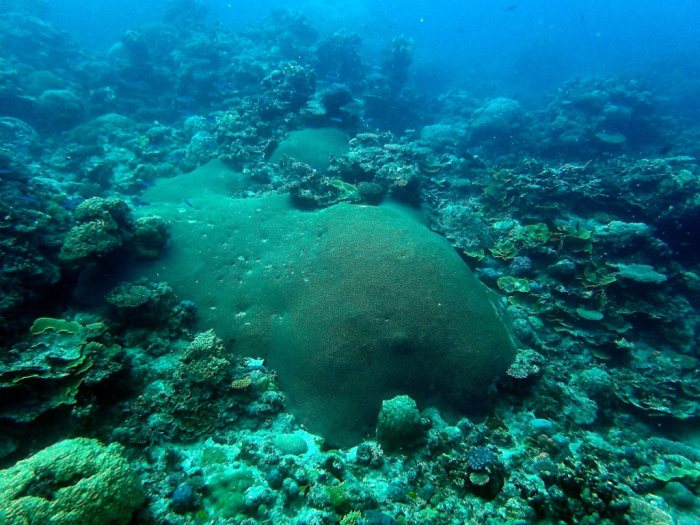Corail dur