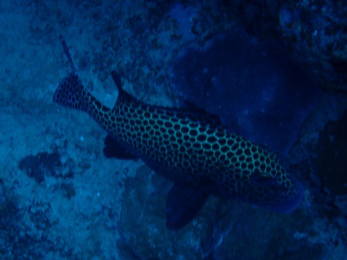 Plectorhinchus chaetodonides