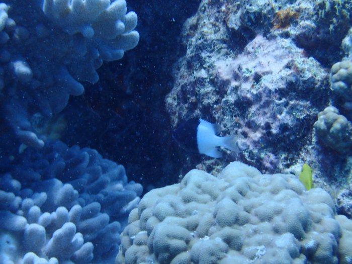 Chromis iomelas