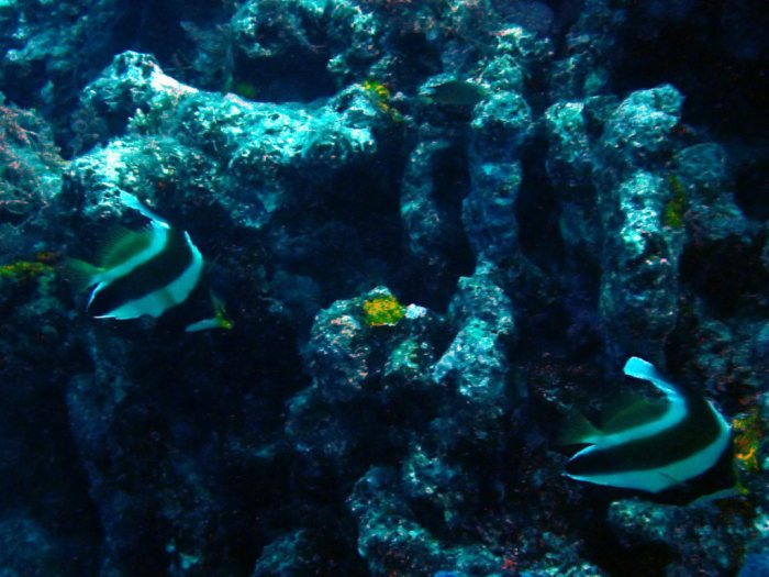 Heniochus chrysostomus