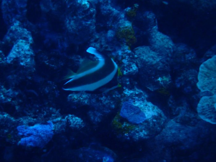 Heniochus chrysostomus