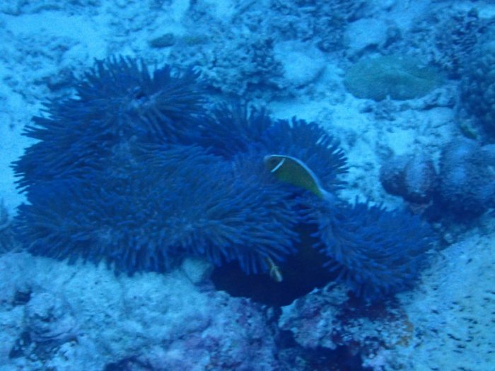 Amphiprion perideraion