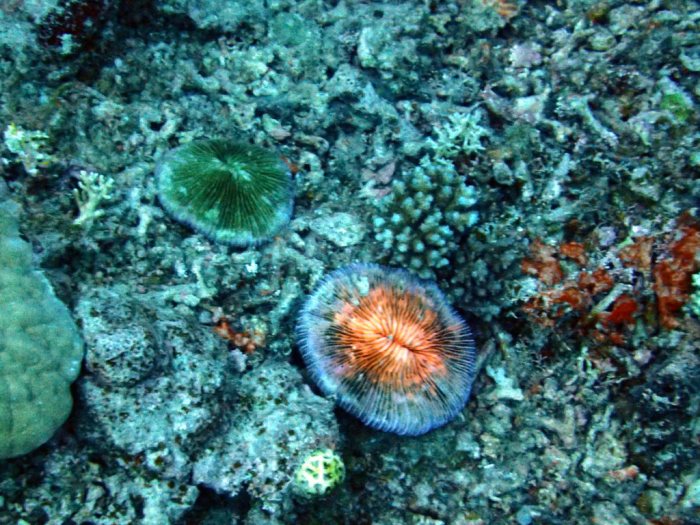 Corail dur
