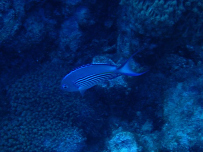 Genicanthus watanabei