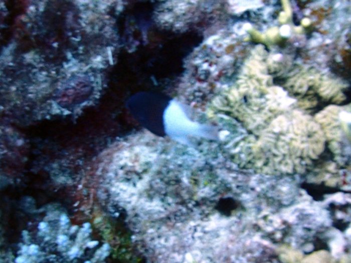 Chromis iomelas