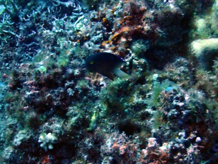 Poissons osseux