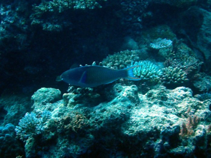 Poisson-perroquet
