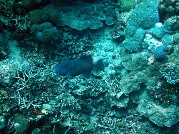 Pseudobalistes fuscus