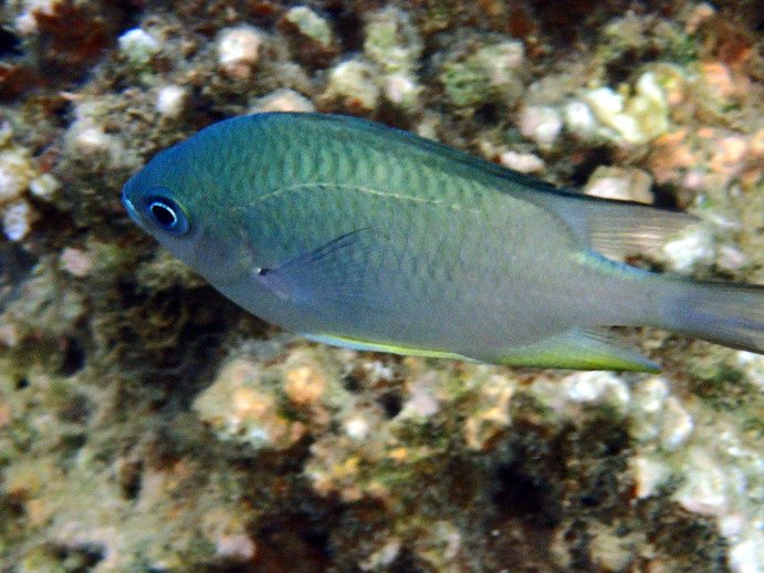 Amblyglyphidodon orbicularis