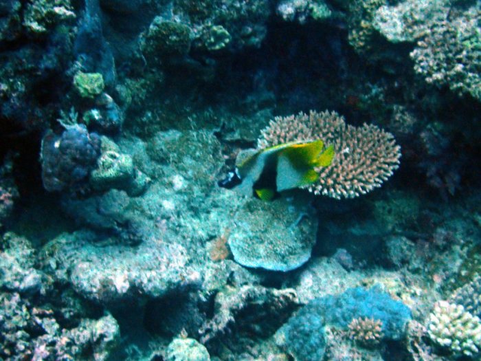 Heniochus monoceros