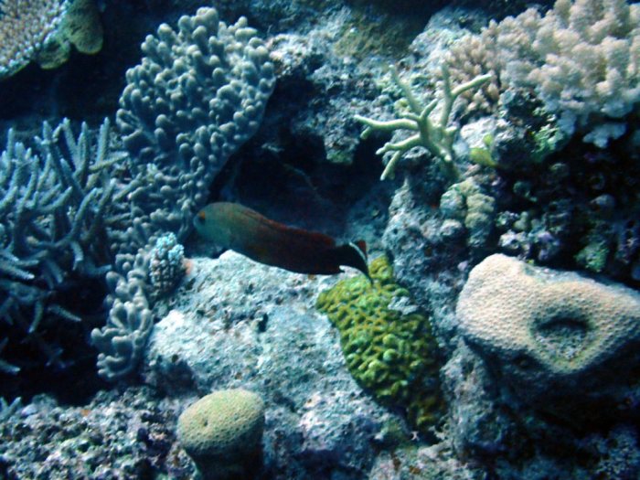 Poissons osseux