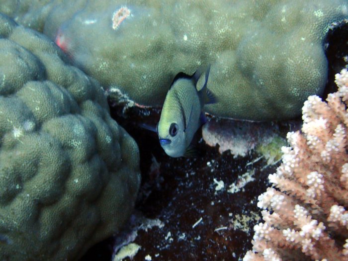 Dascyllus reticulatus