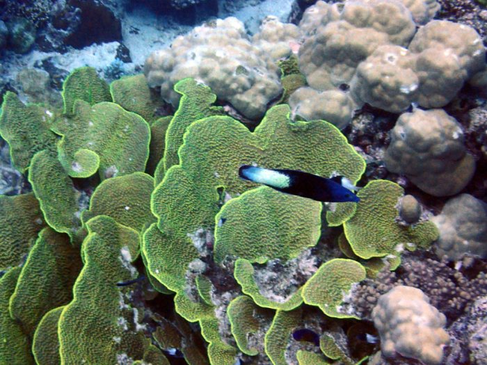 Labroides bicolor