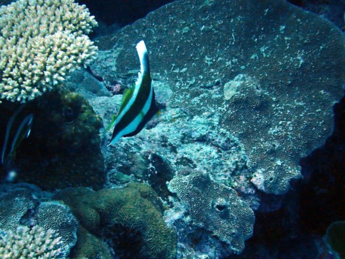 Heniochus acuminatus