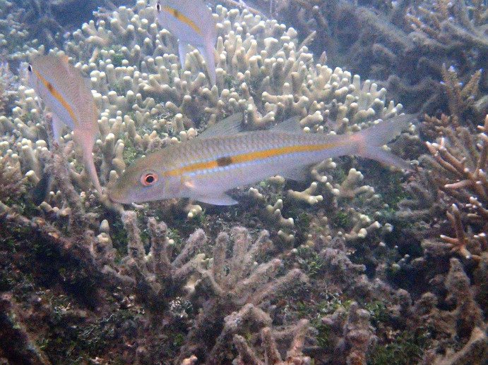 Mulloidichthys flavolineatus