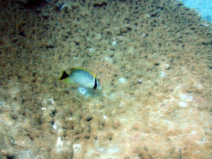 Chaetodon trifascialis