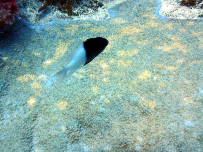 Chromis iomelas