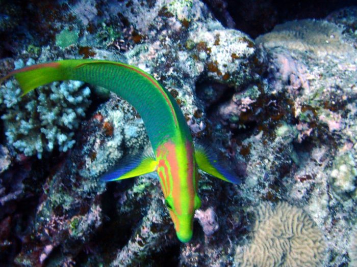Thalassoma lutescens