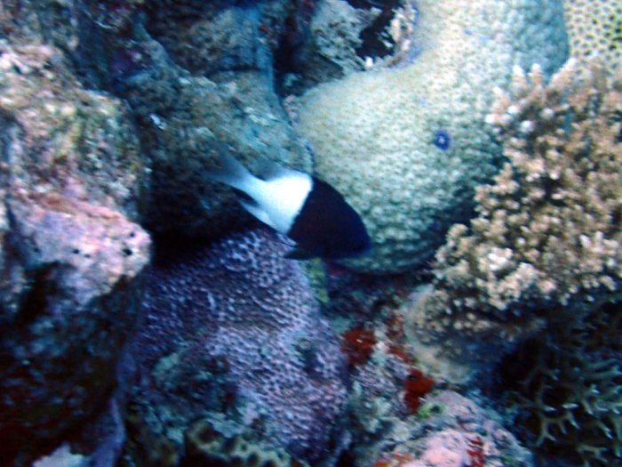 Chromis iomelas