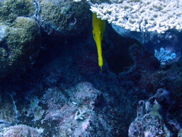 Aulostomus chinensis