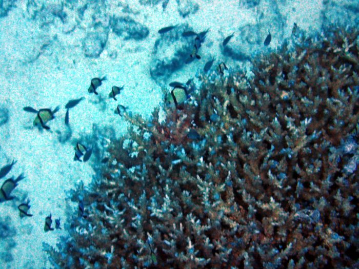 Dascyllus reticulatus