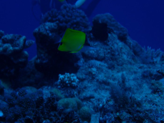 Forcipiger flavissimus