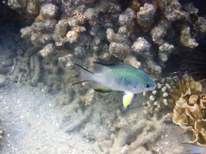 Amblyglyphidodon orbicularis