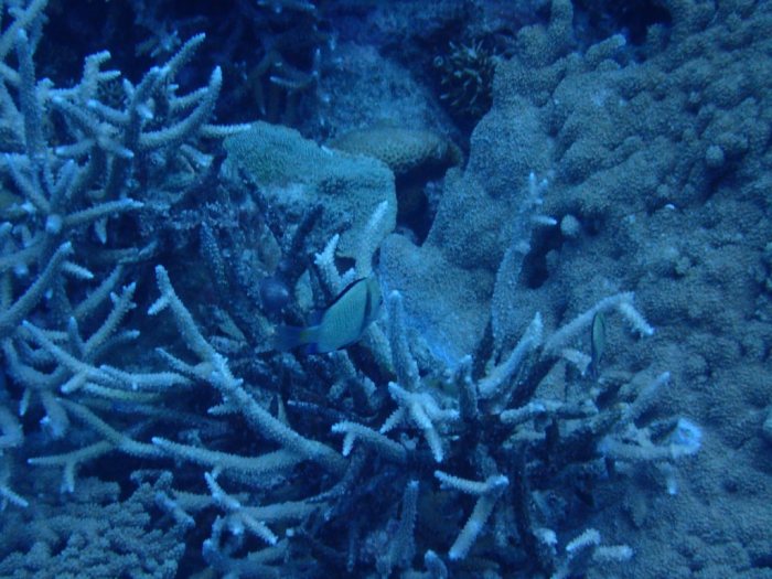 Dascyllus reticulatus