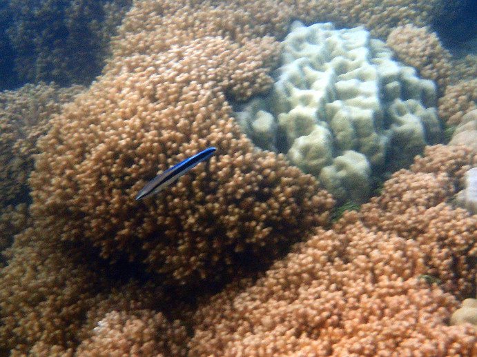 Labroides dimidiatus
