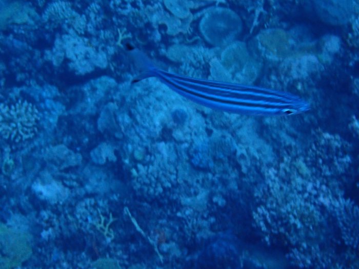 Pterocaesio trilineata