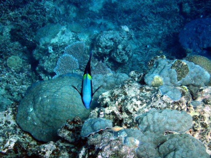 Scarus schlegeli