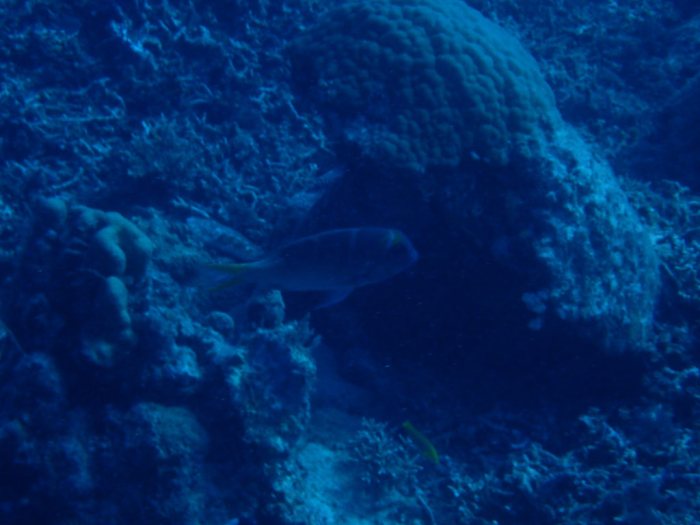 Monotaxis Heterodon