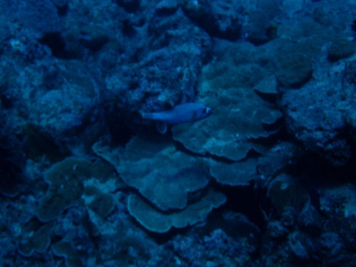 Arothron nigropunctatus