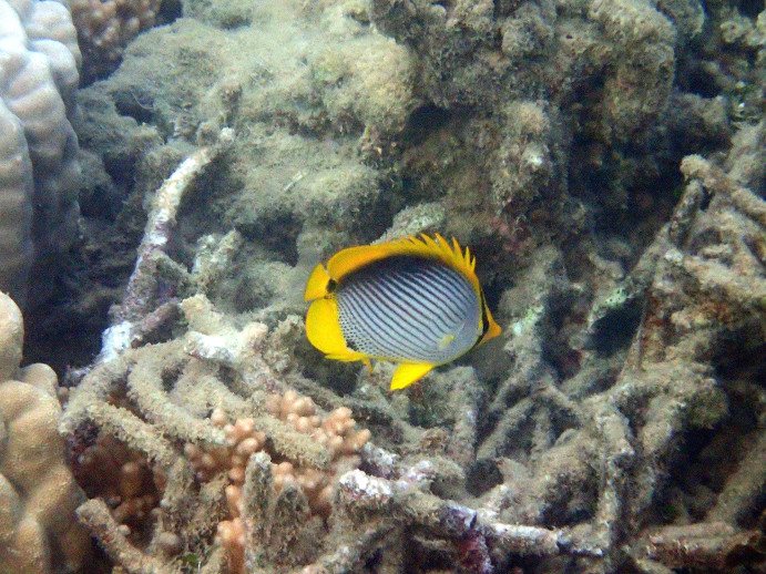 Chaetodon melannotus