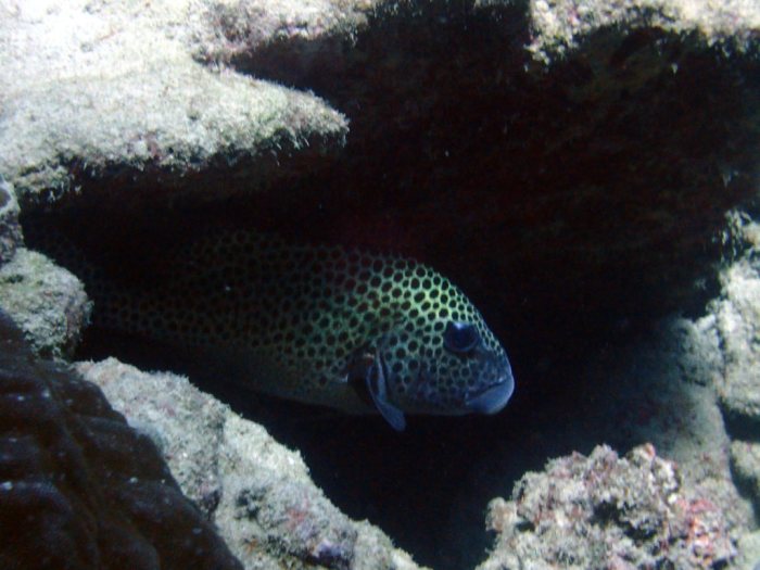 Plectorhinchus chaetodonides
