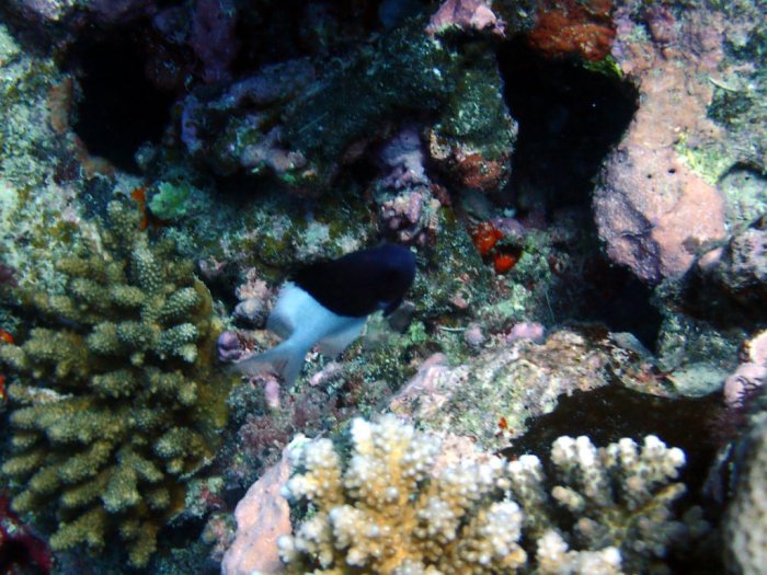 Chromis iomelas