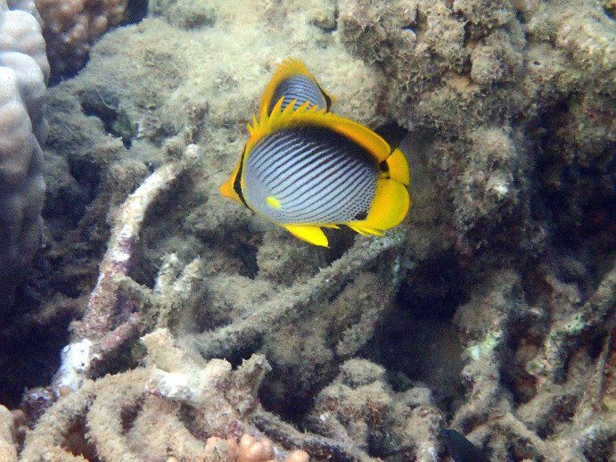 Chaetodon melannotus
