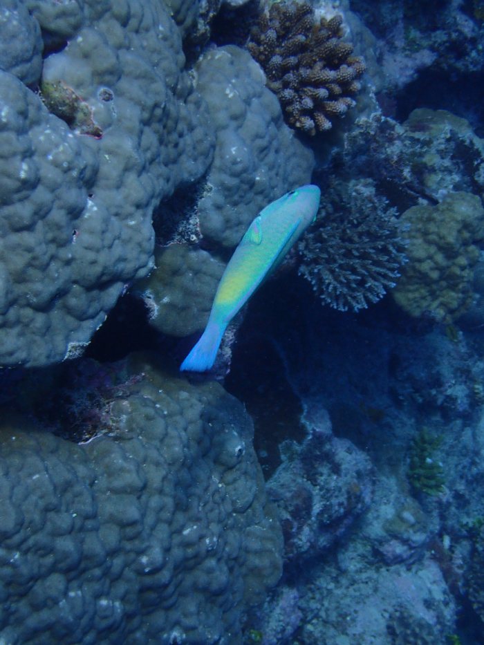 Poisson-perroquet