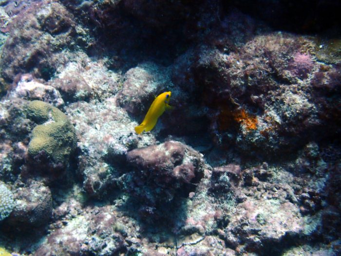 Centropyge flavissima