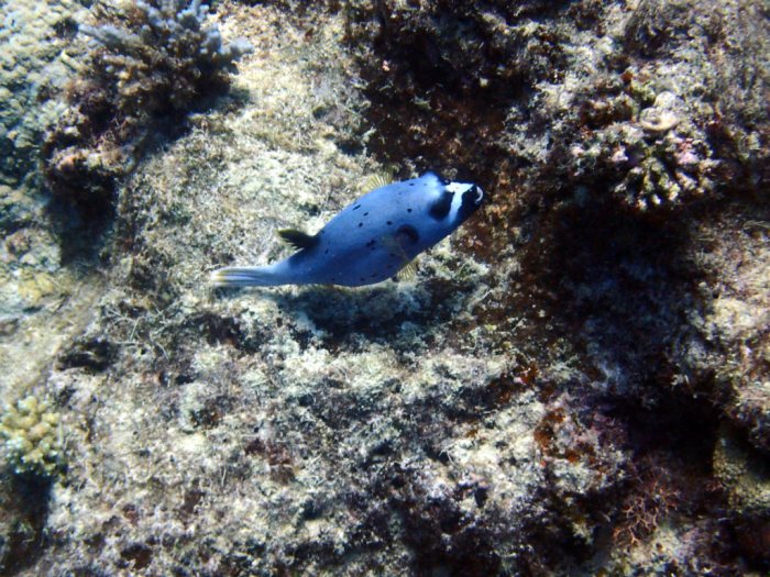 Arothron nigropunctatus