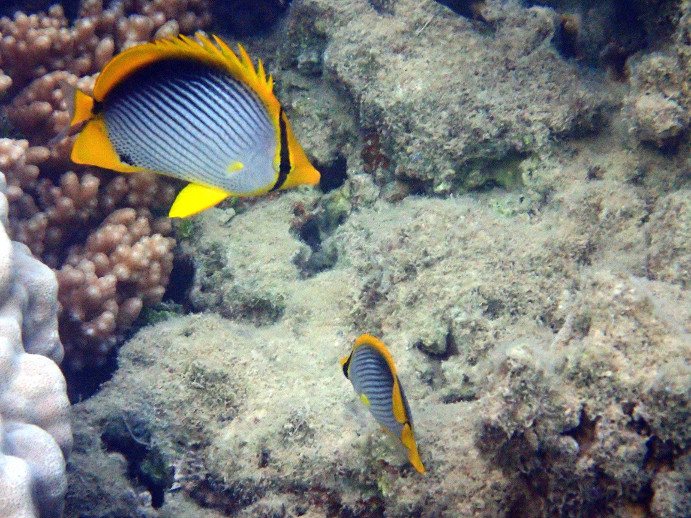 Chaetodon melannotus